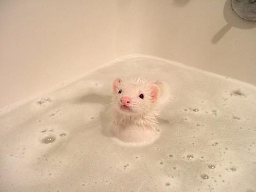 ferret-bath